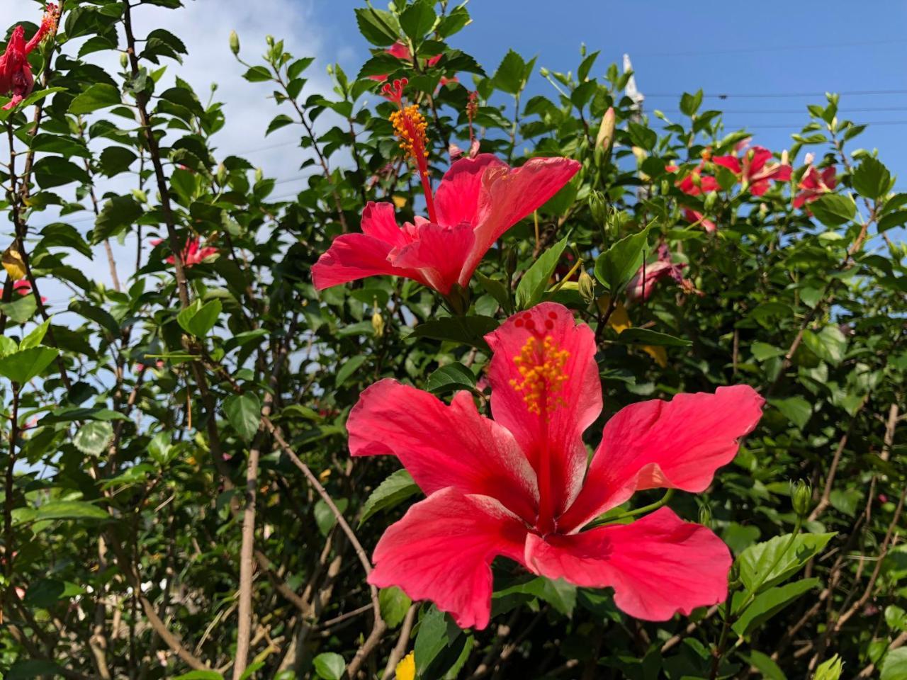 Pine Shima Resort Coral Fish Ishigaki  外观 照片